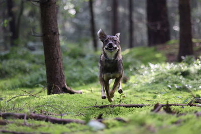 Dog running on field