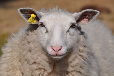 Close-up portrait of sheep