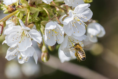 Close-up of bee on white flower