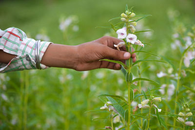 Midsection of woman holding flowering plant on field