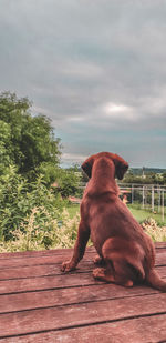 Dog sitting on wood against sky