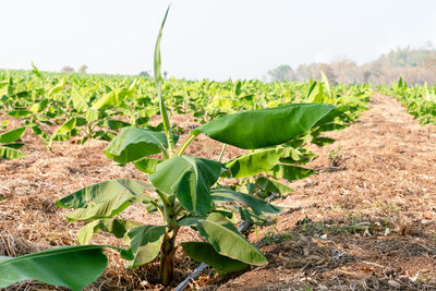 Close-up of crop growing on field