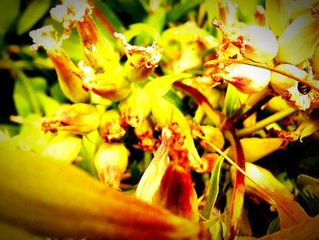 Close-up of yellow flower