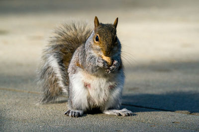 Close-up of squirrel on land