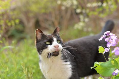 Close-up of cat standing by flowering plants on field