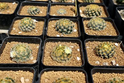 Full frame shot of potted plants