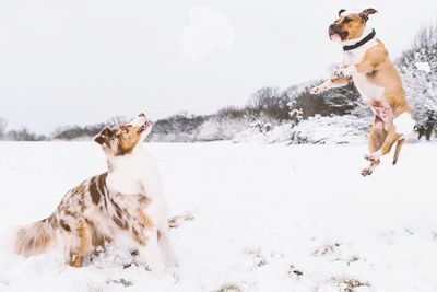 Dog running in snow