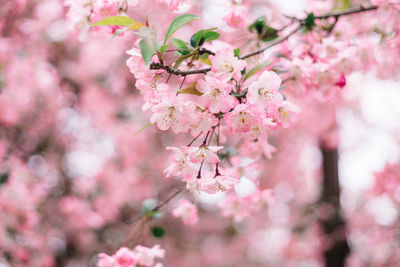 Close-up of pink cherry blossoms in spring