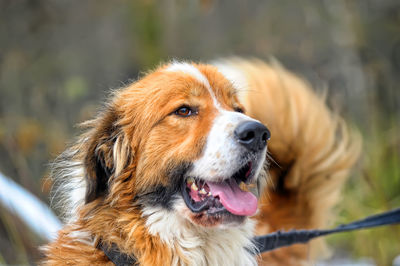 Close-up of dog looking away