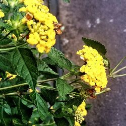 Close-up of yellow flowers