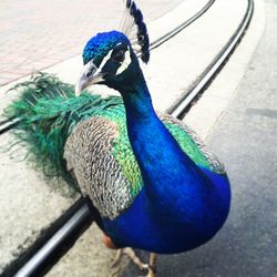 Close-up of peacock