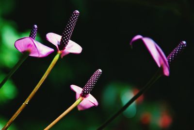 Close-up of purple anthurium flowers