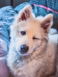 Close-up portrait of dog relaxing on snow