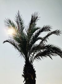 Low angle view of palm tree against clear sky