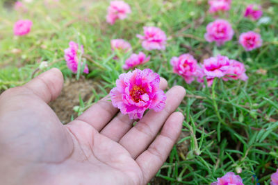 Close-up of hand holding pink flower on field
