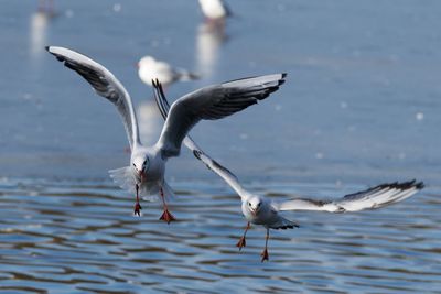 Seagulls flying over lake