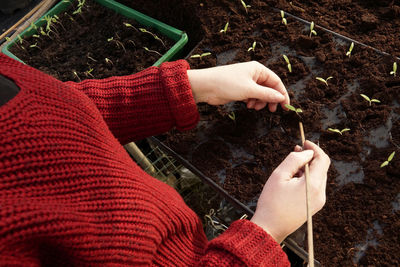 Midsection of person planting seedlings on field