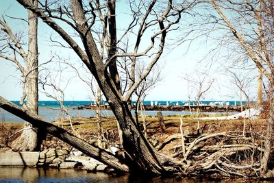 Bare trees on landscape against sky
