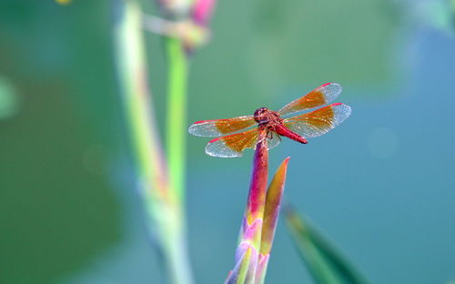 Close-up of dragonfly on flower