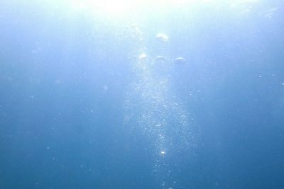 Low angle view of jellyfish swimming in sea