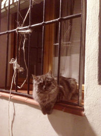 Portrait of cat sitting on window