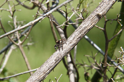 Close-up of bird perching on branch