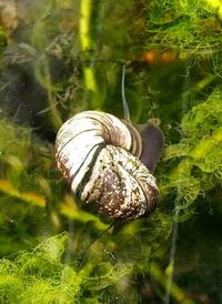 Close-up of snail in water