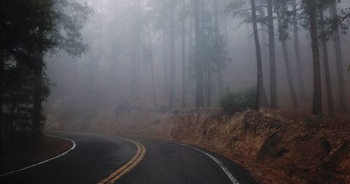 Empty curved road amidst trees during foggy weather
