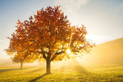 Sunlight streaming through trees on field during sunset