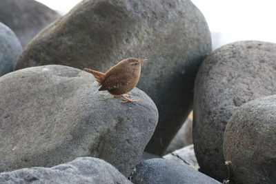 Close-up of snail on rock