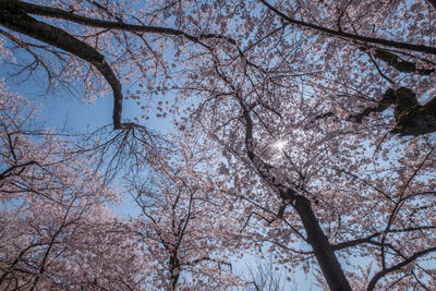 Low angle view of cherry tree against sky