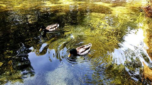 High angle view of duck swimming on lake