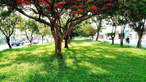 Trees in park