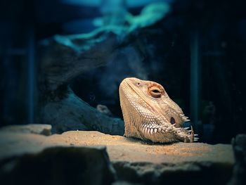Close-up of lizard in cage at aquarium