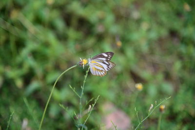 Close-up of butterfly on flower