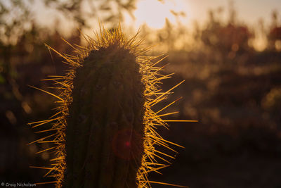 Close-up of cactus against sky