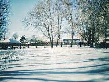 Bare trees on snow covered land