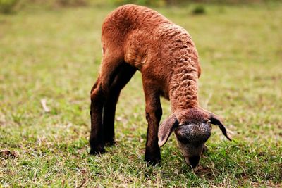 Full length of a horse grazing in field