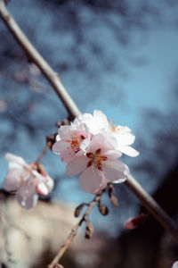 Close-up of cherry blossom