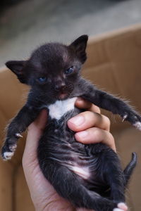 Midsection of person holding kitten