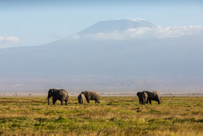 Elephants on field