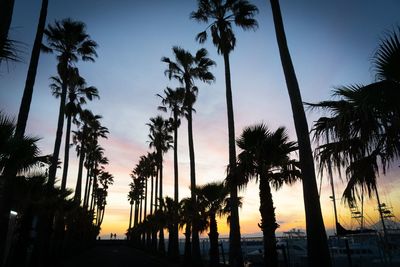 Low angle view of palm trees against sky during sunset