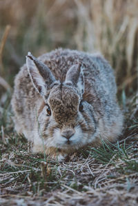 Close of rabbit on field 