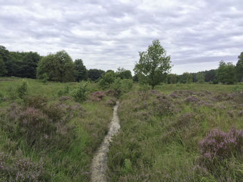 Scenic view of field against sky