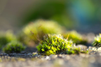 Close-up of plant