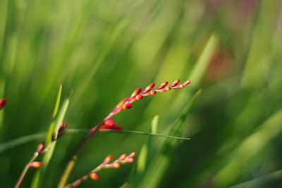 Close-up of plant growing in field