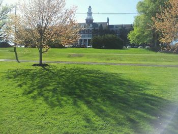 Trees and plants on field in lawn