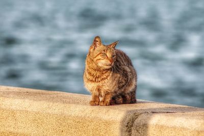 Cat looking away