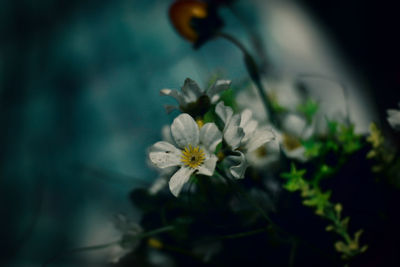 Close-up of white flowers blooming outdoors