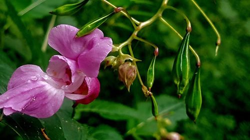 Close-up of wet pink flowering plant